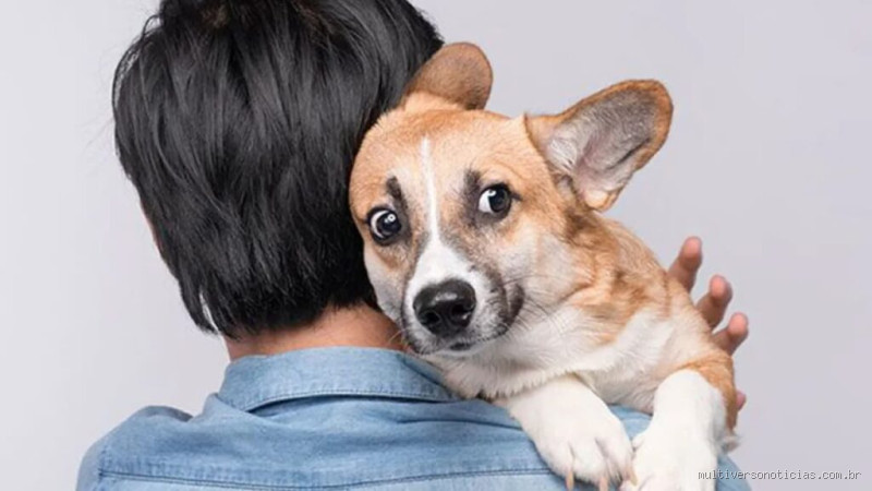 Por que os Abraços Podem Ser Inconvenientes para Seus Cães? Entenda e Demonstre Carinho da Forma Certa