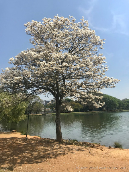 Pode podar pé de Ipê? Entenda tudo sobre a poda dessa árvore maravilhosa!