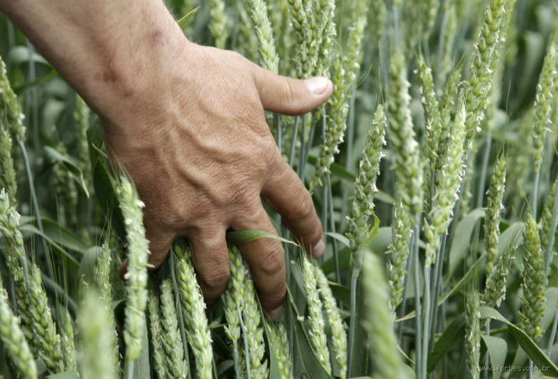 Por que o Brasil não é autossuficiente em trigo? Uma questão crucial