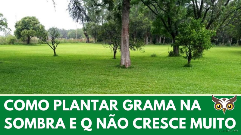 Qual é a Melhor Grama para Sítio?