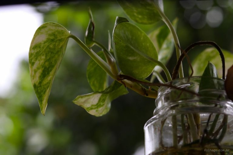 Como saber se a jiboia precisa de água? Fique atento aos sinais!