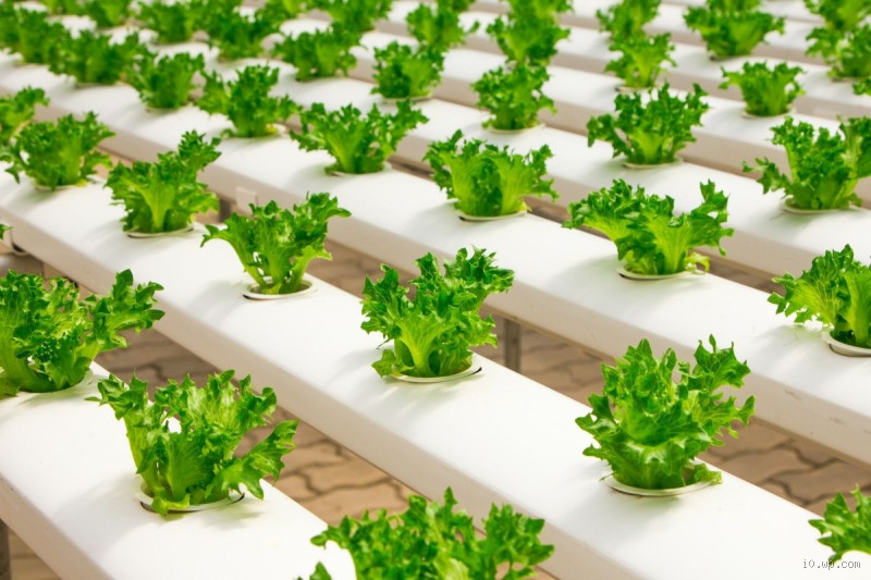 Pode deixar alface na água? Descubra se é seguro e como fazer