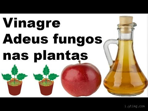 Qual o vinagre que mata fungos?