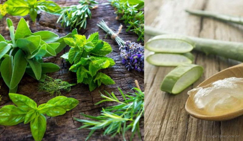 O que é cicatrizante natural? Benefícios e usos incríveis