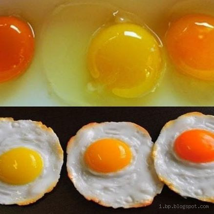 Por que a gema é laranja? Entenda o fenômeno da cor do ovo