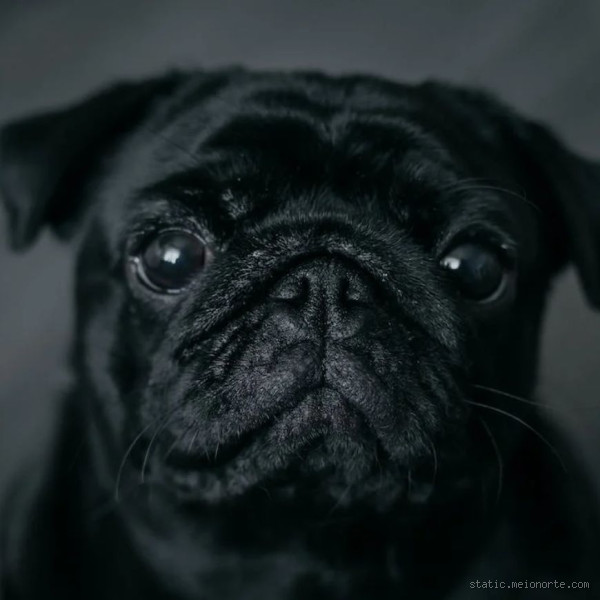 O que assusta cachorro? Entenda os medos mais comuns dos cães