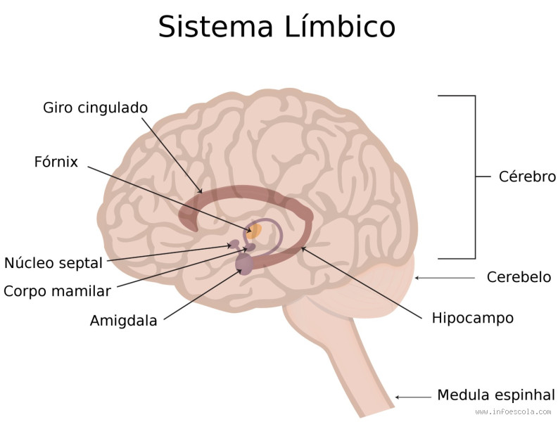 O que é o sistema límbico do cérebro? Entenda sua função crucial!