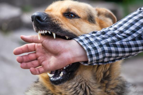 O que fazer quando o cachorro morde o próprio dono? Saiba como agir!