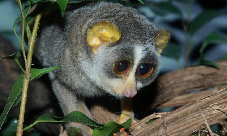 Quais Animais Não Existem Mais? Descubra os Extintos Mais Fascinantes