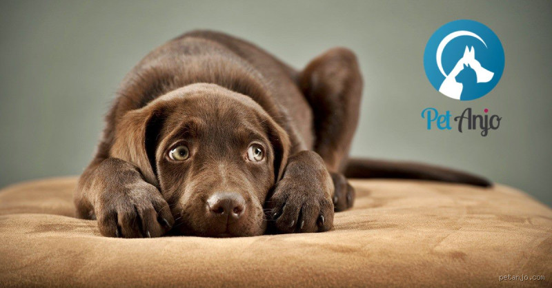 Qual o som que cachorro tem medo? Descubra os ruídos que assustam seu pet