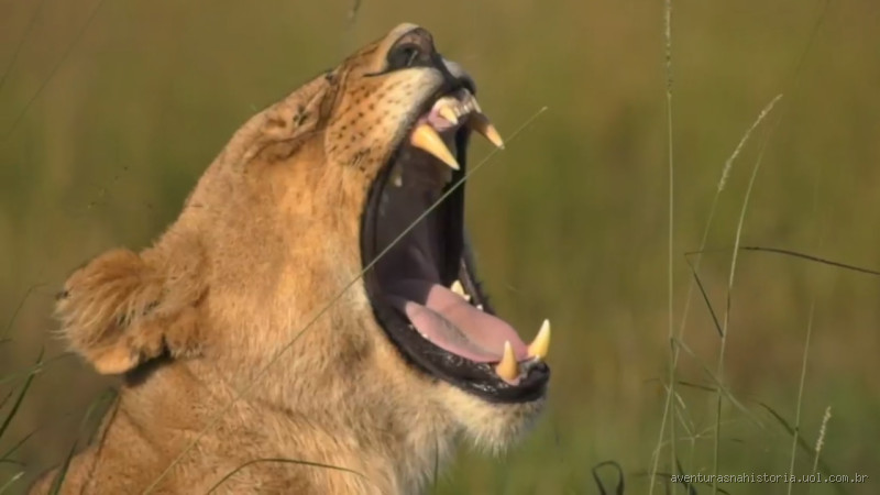 Qual é o maior inimigo do leão?