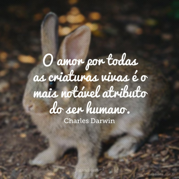 Quem Ama os Animais, Ama a Deus? A Profunda Conexão Entre Amor e Cuidado